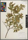 Foto von Salix serissima (L. H. Bailey) Fern.